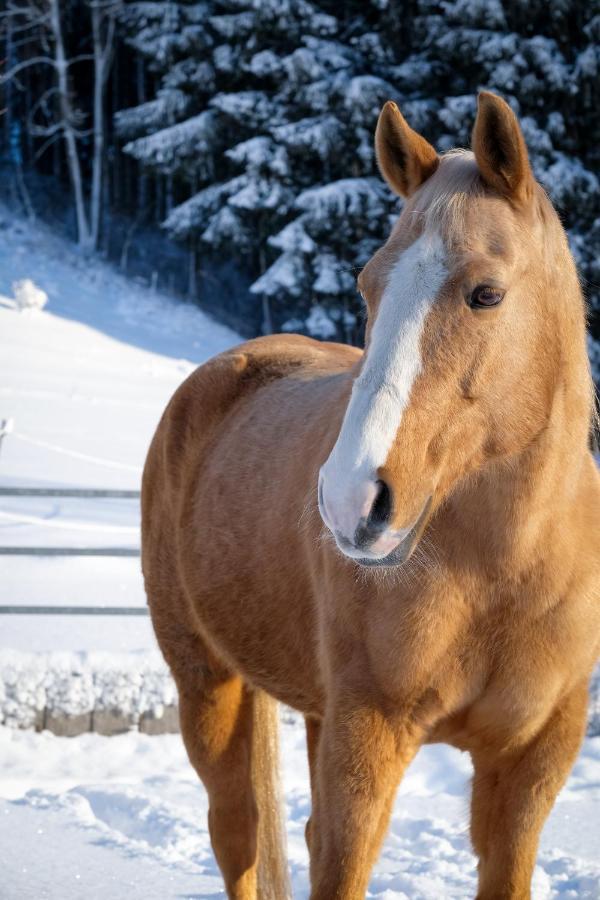 Moosmuehle Allgaeu Untrasried エクステリア 写真